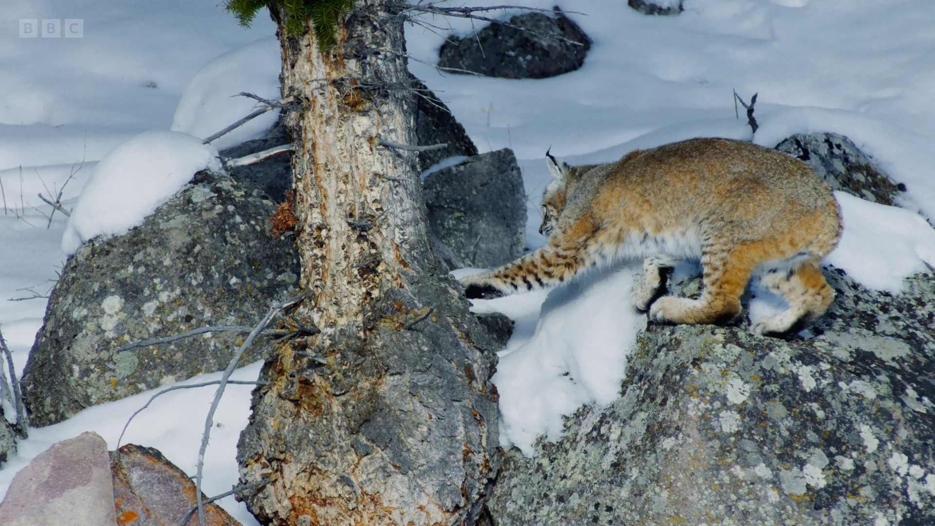 Bobcat (Lynx rufus fasciatus) as shown in Planet Earth II - Mountains